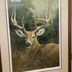 Peaceful -  White - Tailed Deer Artwork 