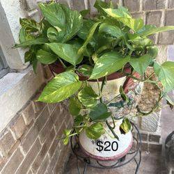 Plants