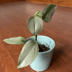 Silver Sword Philodendron House Plant  
