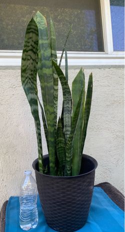 Snake plant 25” Ht