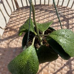 Hoya Kerrii Plant