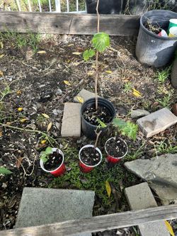 Organic Seedless Green Grapes Rooted Cuttings