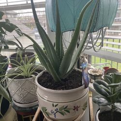 Aloe Plant