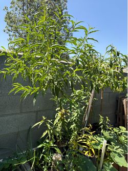 Mexican yellow peach