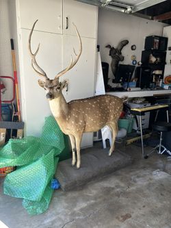 Taxidermy Axis Deer (Rare) Full Mount