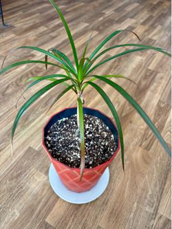 Lucky Dragon Tree – Indoor Plant