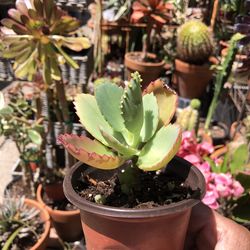 Kalanchoe Mother of a Thousand Succulent