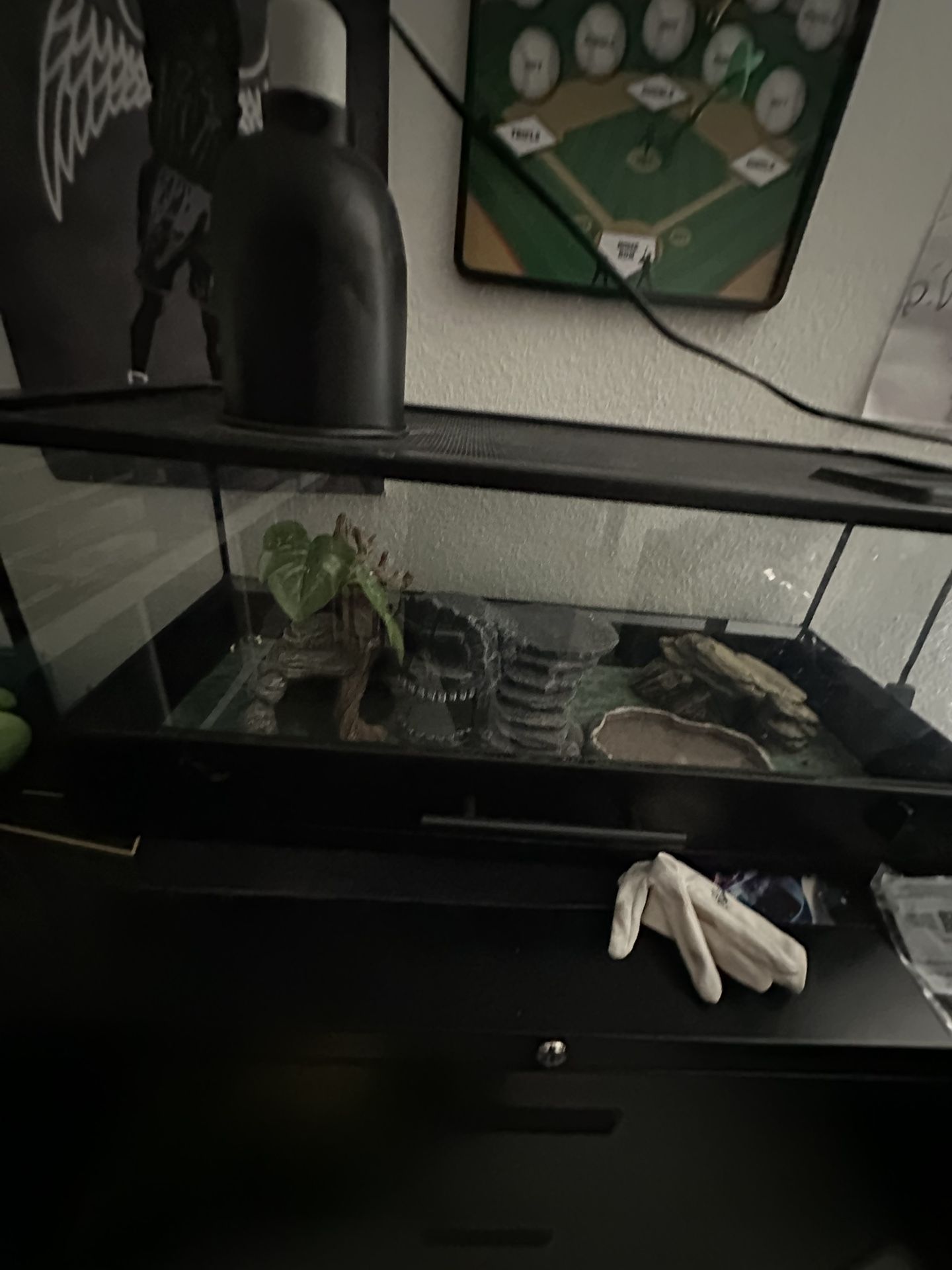 Great Price Lizard And Cage Everything