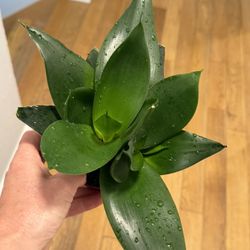 Birdnest Snake Plant