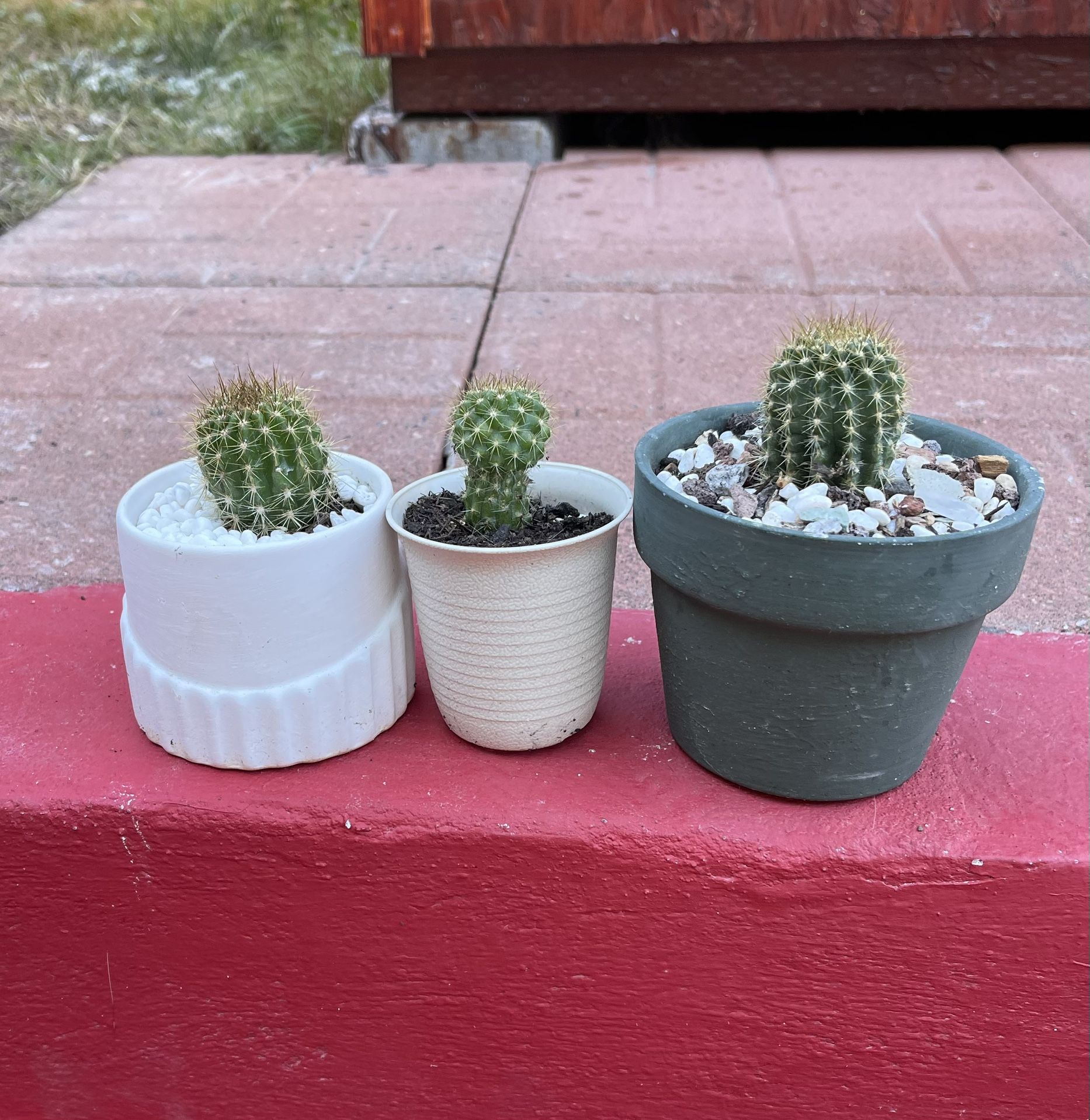 Cactus Set Of 3