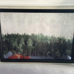 Forest Picture 