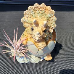 BABY DINOSAUR PLUS POTS PLUS PLANTS  SALE ON SUNDAY IN SLZ