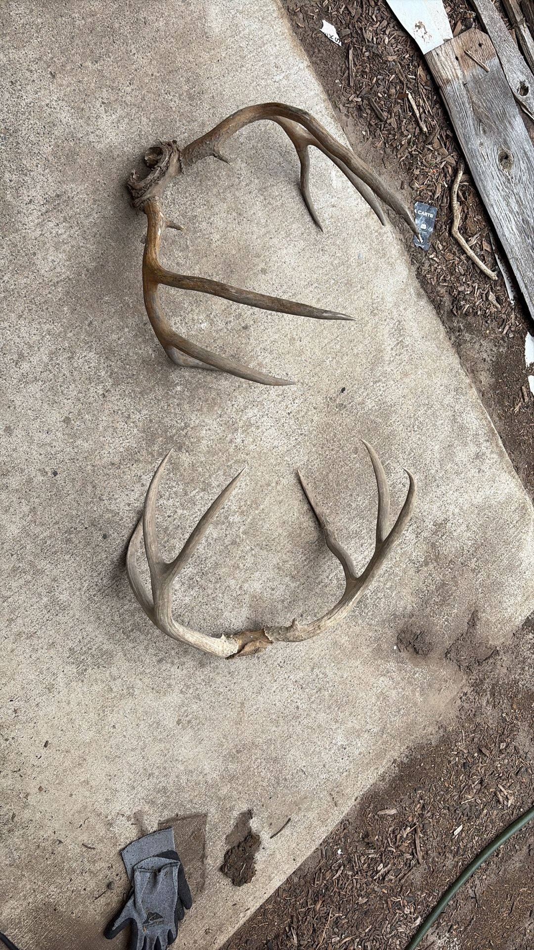 Deer Antlers