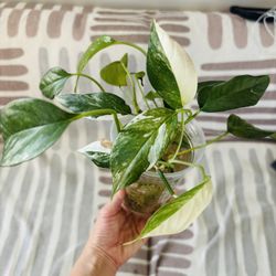 Epipremnum pinnatum albo variegata