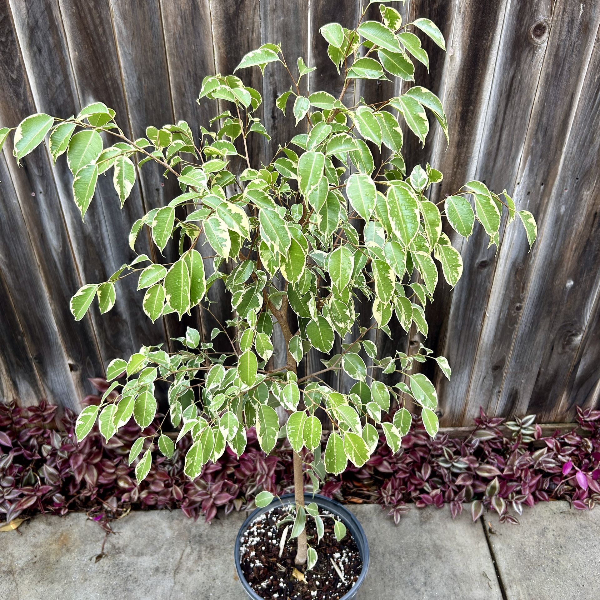 Large, Live Ficus benjamina ‘Golden King’ Weeping Fig - multiple plants available