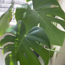 Baby plant On Sale The Big Plant Is How It Will Look