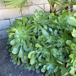 Fresh Green Aeonioum Succulent Cutting 12”-13”