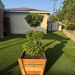 Boxwood Triple Ball Topiary 
