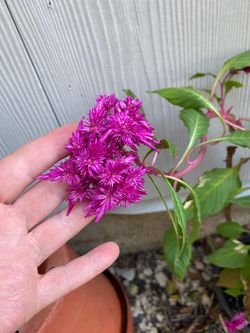 Purple Celosia Live Plant
