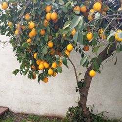 Lemons For Sale