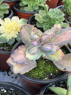 Succulents Plants 4”pot