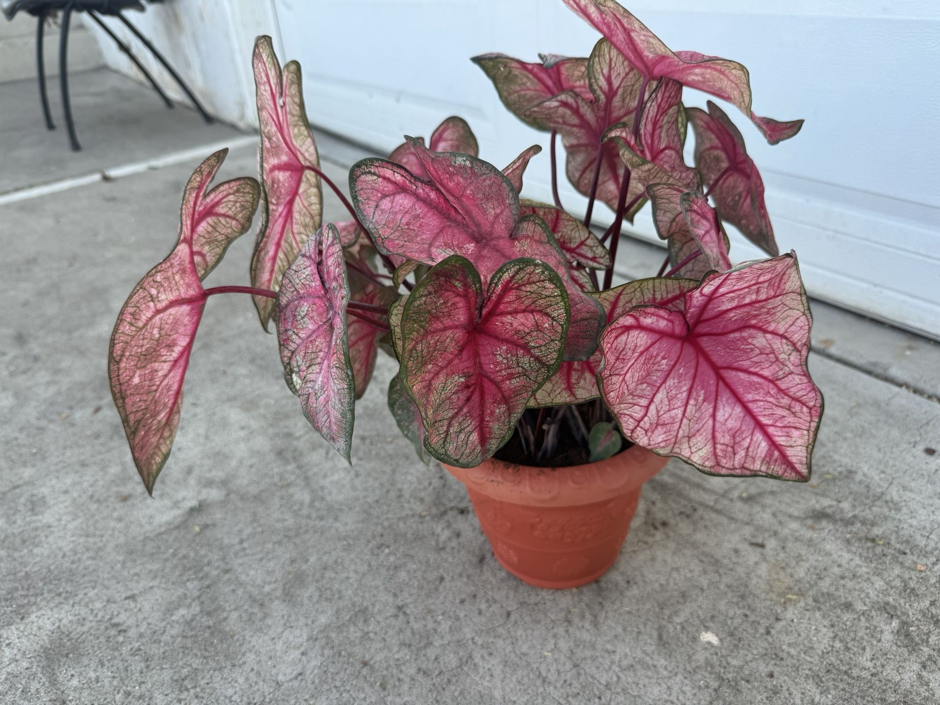 Caladium
