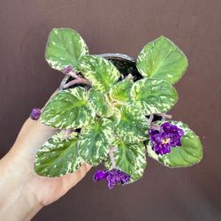 4” variegated violet