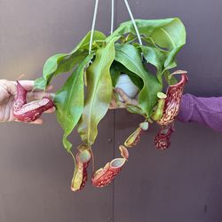 6” pitcher plant gaya