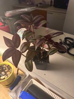 Wandering Jew Seedling