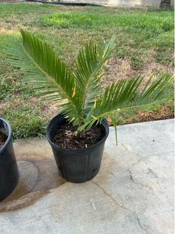 Sego Plants