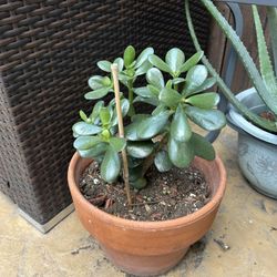 PLANTITAS De Jade Para Atraer El Dinero SALE. $3,$5,$7. 🍀