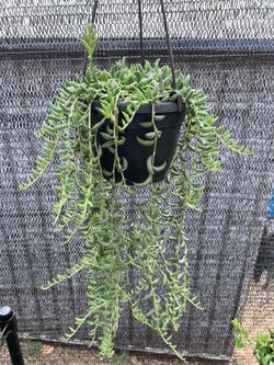 String of Bananas (Curio radicans) – 6” Hanging Pot