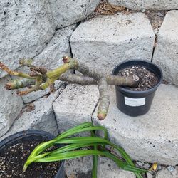 White And Yellow Plumeria Plant One Gallon Pot 