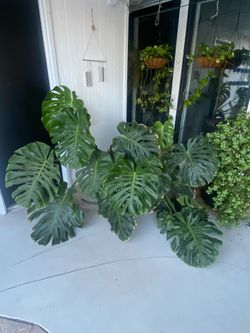 Monstera Plant (13 years old)