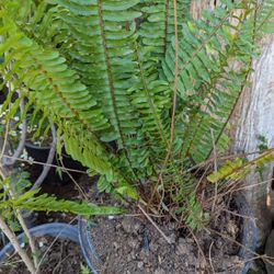 Beautiful Green Fern 🌿