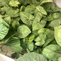Outdoor Indoor Plants Onsale This Week