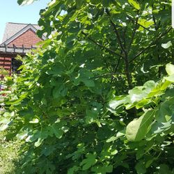 Fig Cuttings (Large Branch) 6 Varieties $10 Each 