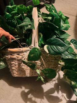 Lush Pothos Plant in Basket and additional  hanging stems (4)