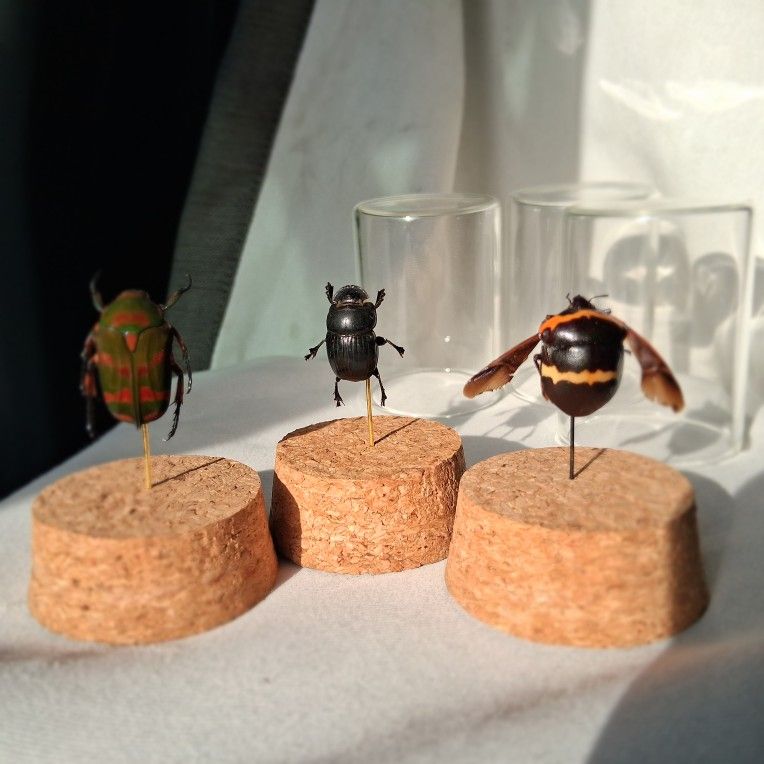 Pinned Beetles on Cork Stands