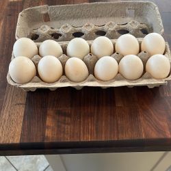 Duck Eggs