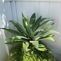 Agave $40