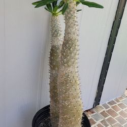 REDUCED - DOUBLE MADAGASCAR PALM - 38" & 32"  RESPECTIVELY