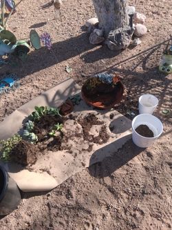 Low price Big lot of succulents.