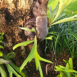 Staghorn Fern Starters