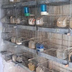 Breeding cages. And flying cages