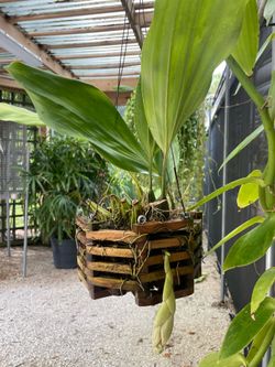 Orchid Stanhopea Ronsard