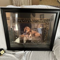 Misc Big Cat Portraits