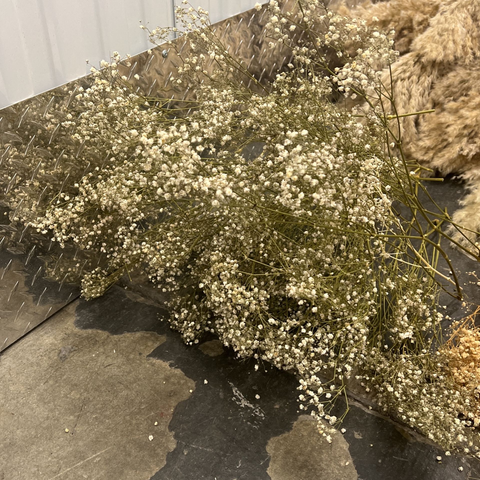 Dried Real Baby’s Breath
