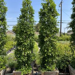 Ficus Nitida Indian Laurel Privacy Hedge