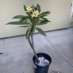 Plumeria Plant